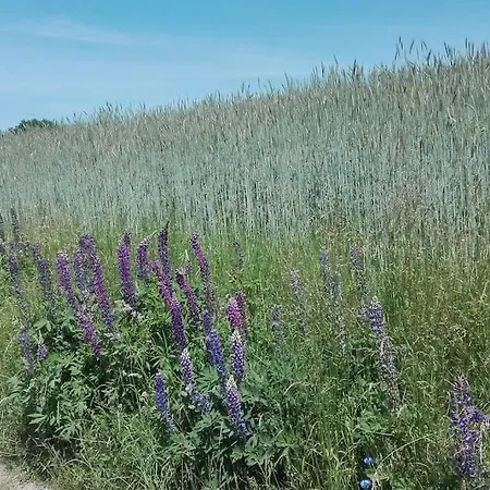 1-zimmer-studio Am Waldrand Apartment Hammelbach