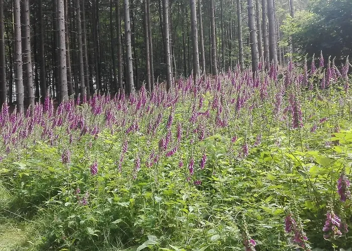1-zimmer-studio Am Waldrand Apartment Hammelbach